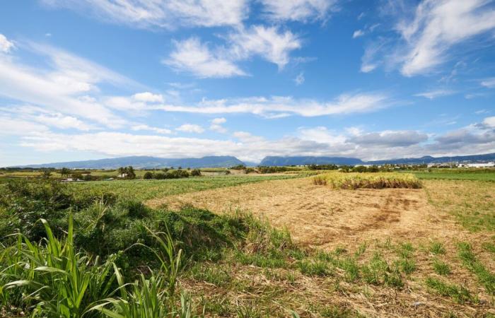 Protocolo para la valorización de terrenos excavados en zonas agrícolas en la Reunión