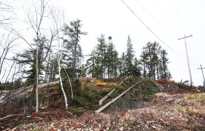 Una tala de árboles disgusta a los ciudadanos de Chicoutimi