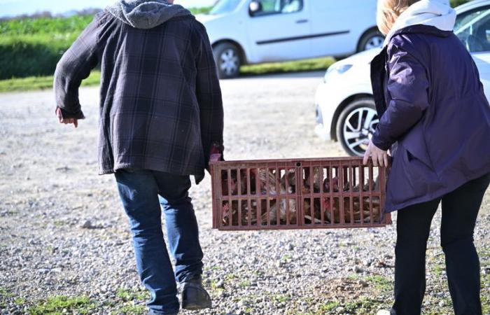 “No irán al matadero”: este criador del Gers ofrece una merecida jubilación a sus gallinas ponedoras