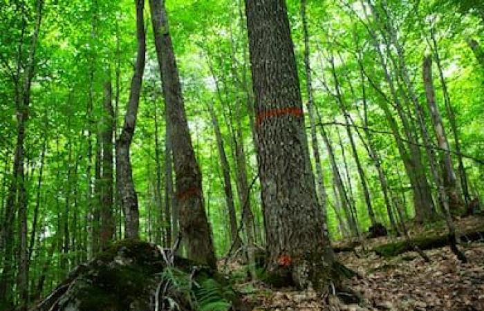 Latas de jarabe de arce llenas de astillas de madera enviadas a los parlamentarios del CAQ