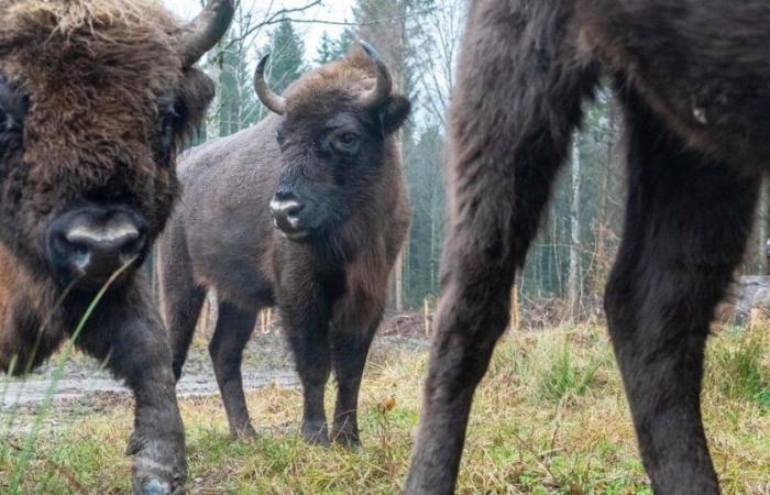 Suchy lamenta la muerte de un bisonte abatido por la Lengua Azul