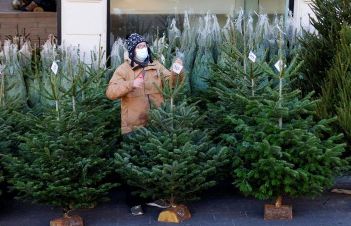 ¿Cuál es el impacto de carbono de mi árbol de Navidad?