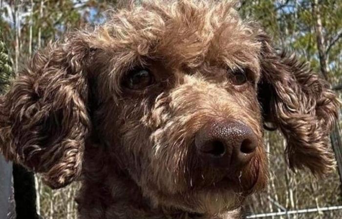 Un perro desaparece el día de su adopción y es objeto de una búsqueda incesante durante 7 meses