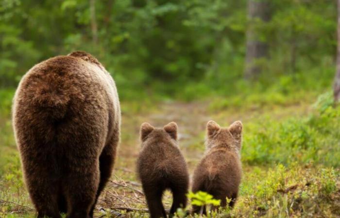 Oso capturado después de herir a un hombre en un supermercado japonés