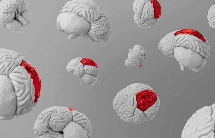 Revivir un cerebro muerto es posible gracias a un nuevo tratamiento (pero no en humanos)