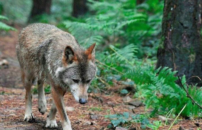 PODCAST. Cuando un lobo aterrorizó a los habitantes del centro de Finisterre