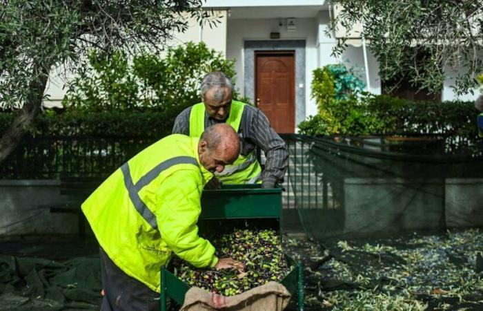 Insólito: en las afueras de Atenas, la cosecha de aceitunas en las aceras está en pleno apogeo