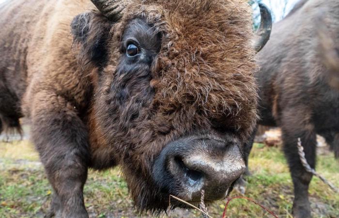 Suchy lamenta la muerte de un bisonte abatido por la Lengua Azul