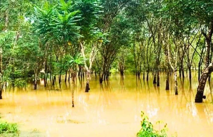 Las inundaciones devastan las plantaciones de caucho en el sur.