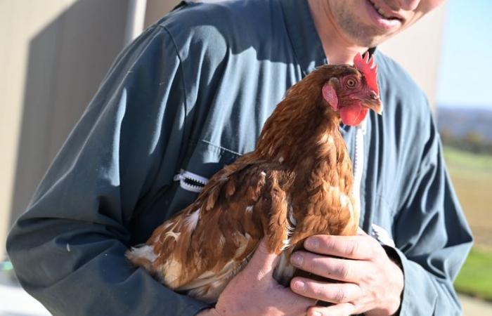 “No irán al matadero”: este criador del Gers ofrece una merecida jubilación a sus gallinas ponedoras