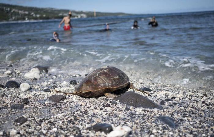 En Reunión, los pescadores de pez espada se capacitaron en primeros auxilios para tortugas capturadas accidentalmente – Libération