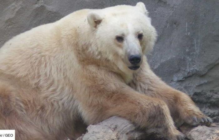 Animal híbrido y superdepredador, el grolar preocupa al Ártico