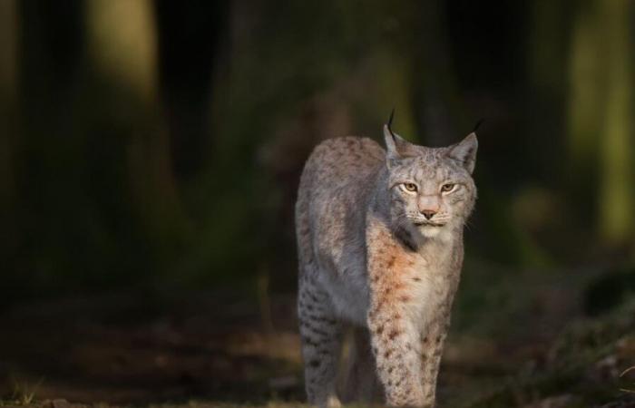 Tres linces asesinados en el Jura suizo por error, por un cazador que tenía autorización para matar lobos