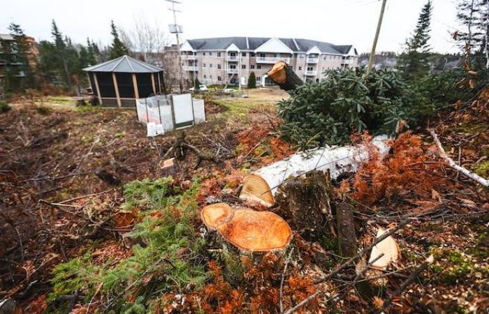 Una tala de árboles disgusta a los ciudadanos de Chicoutimi