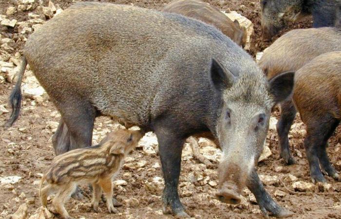 Los habitantes de esta comuna de Dordoña se quejan del aumento de jabalíes