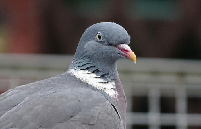 Las palomas doradas de 2024 según la redacción de Carton-Rouge.ch – Carton-Rouge