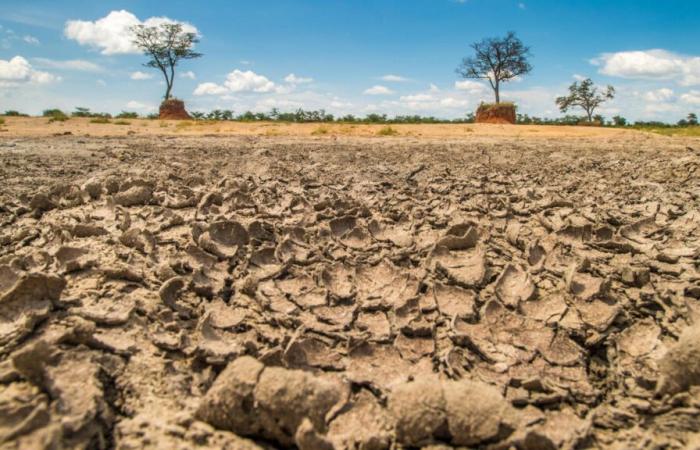 Desertificación en la COP16 en Riad: ¿por qué tiene tan mal nombre?