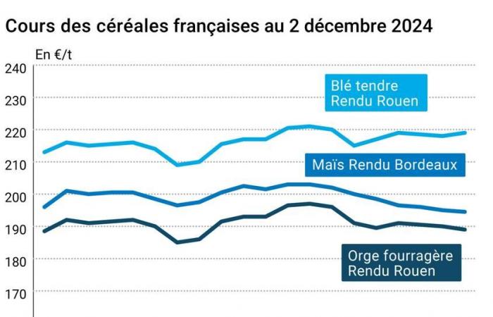 COTidienne | Cereales: ligero aumento de los precios del trigo en Euronext. ¿Qué pasa con las exportaciones del Mar Negro?