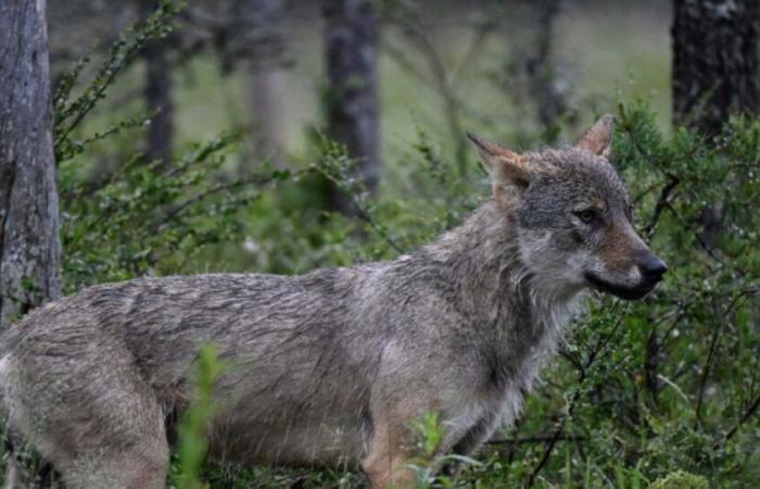 La protección del lobo está pasando factura: Noticias