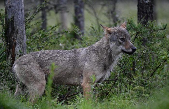 La protección del lobo toma la delantera en el ala.