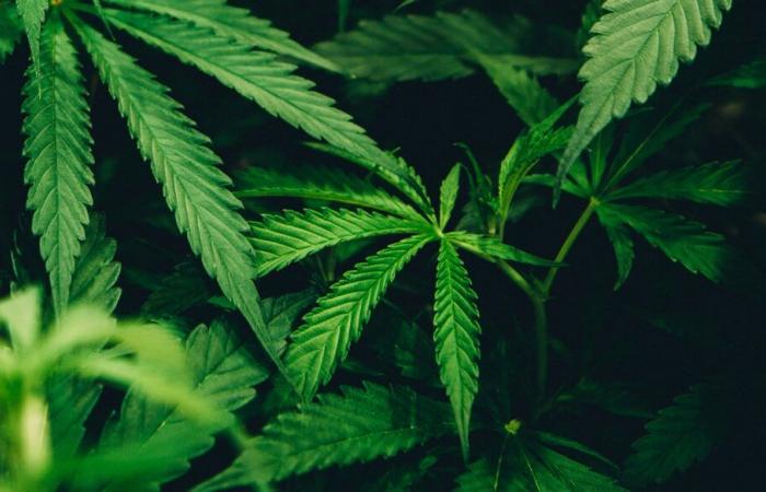 Cuenca del Creillois. Incautación récord de 520 kilos de cannabis por parte de la policía nacional de Oise