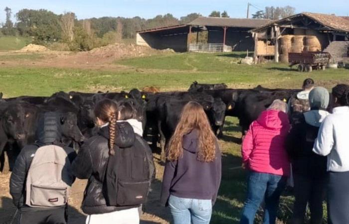 Sainte-Livrade-sur-Lot. Día de la carne en el liceo agrícola