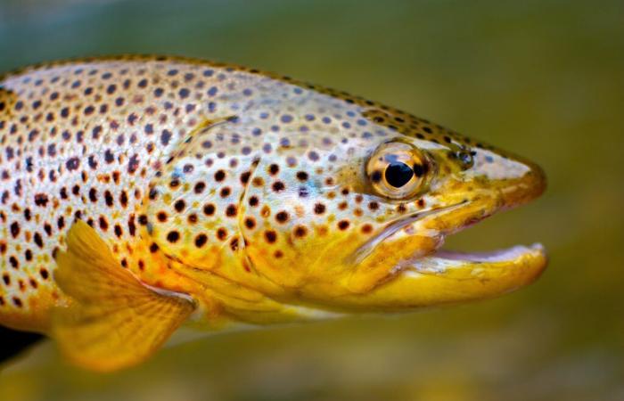 Los peces en primera línea del cambio climático