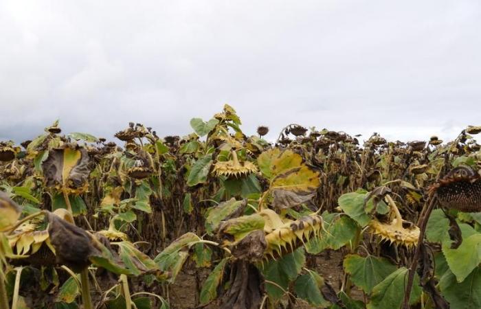 Girasol: malas cosechas compensadas por buenos precios de venta