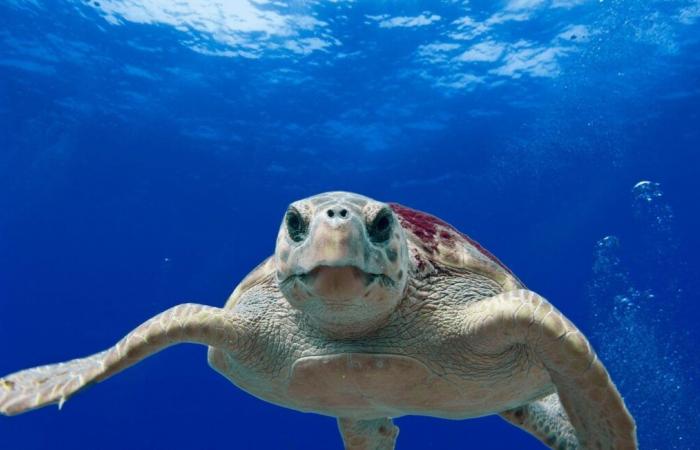 Un guiso de tortugas marinas contaminado deja tres muertos y una treintena de enfermos