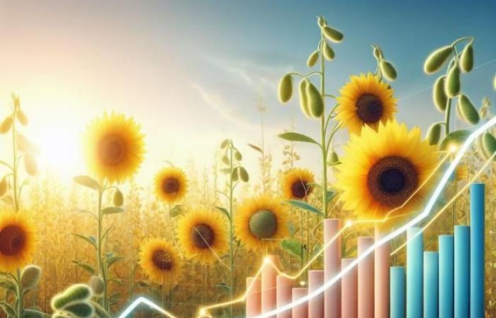 Los precios de la colza y la soja caen, el girasol resiste