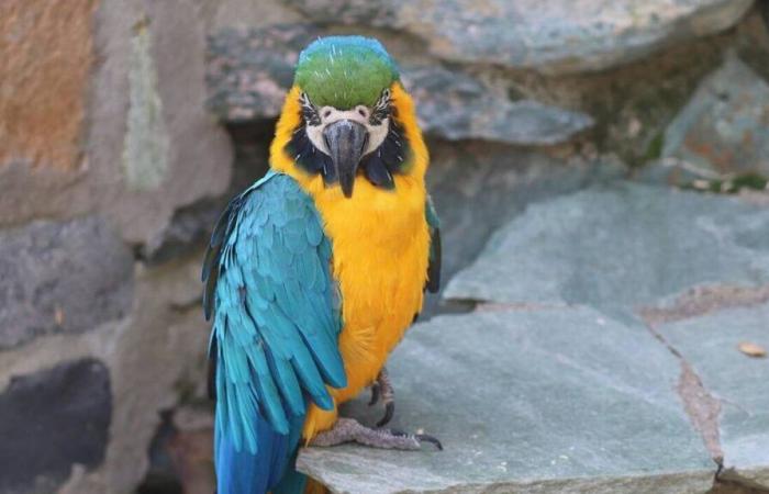 Operación contra el maltrato animal en la Isla de la Reunión, incautadas decenas de aves y reptiles