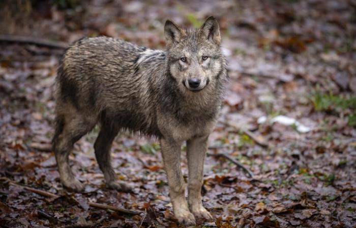 Berna: el lobo ya no está “estrictamente protegido” en Europa