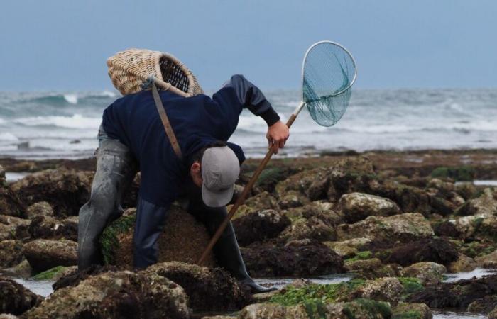 “Una actividad de ocio accesible a todos”: todos los secretos de la pesca a pie en la isla de Oléron en un libro