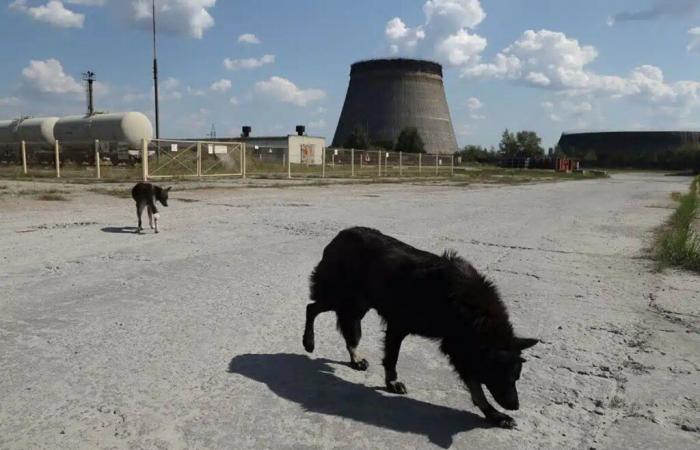 Los perros de Chernobyl experimentan una rápida evolución, según un estudio