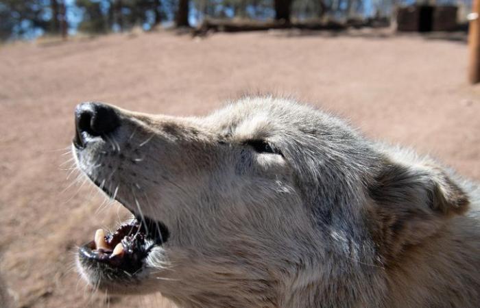 La protección del lobo toma la delantera en el ala.