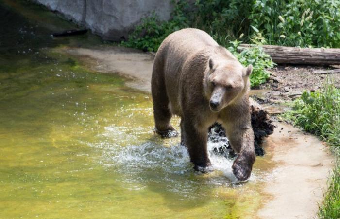 ¿Qué es este animal que preocupa al Ártico?