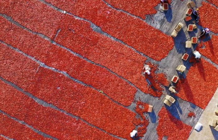 En los supermercados europeos, la salsa de tomate contaminada por el trabajo forzoso de los uigures – Libération