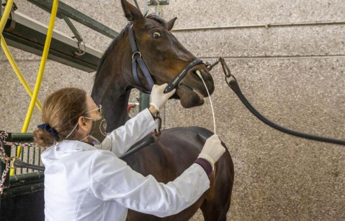 El virus que mata a los caballos avanza en el oeste de Francia, el Salón Ecuestre de París bajo vigilancia