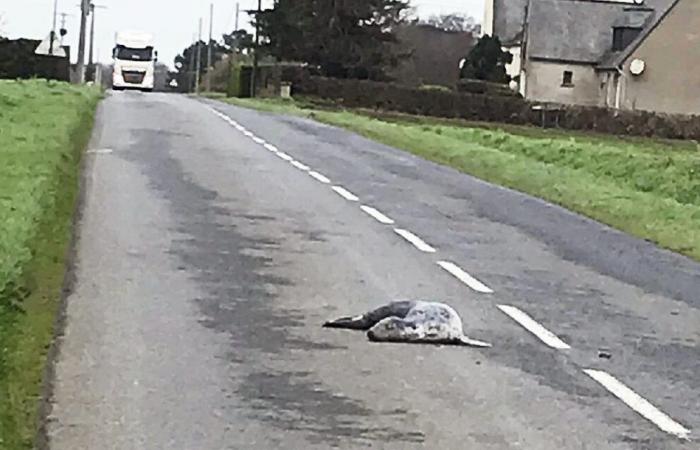 Foca muerta en la carretera: “Para que haya una investigación tendría que haber un testigo”