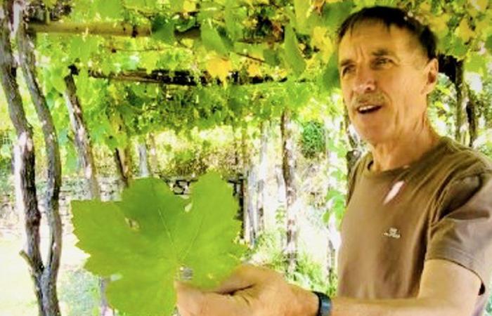 Variedades de uva patrimoniales, una promesa de futuro para la viticultura de Cévennes