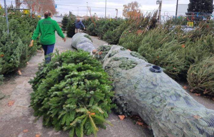 ¿Qué te parece un “buen árbol de Navidad”?