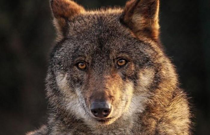 Organizaciones protectoras de animales denuncian la degradación del lobo