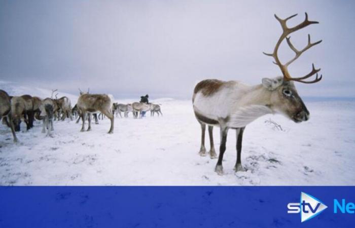 ¿Escocia tendrá una Navidad blanca este año?