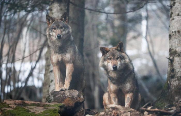 En Europa se ha reducido el estatus de protección del lobo, ¿qué futuro le espera en Francia?