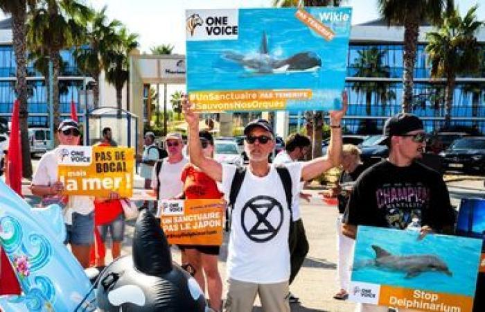 Marineland de Antibes anuncia un “cierre permanente” el 5 de enero