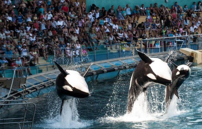 Hacia un “cierre permanente” de Marineland en Antibes: el parque acuático vive sus últimas horas