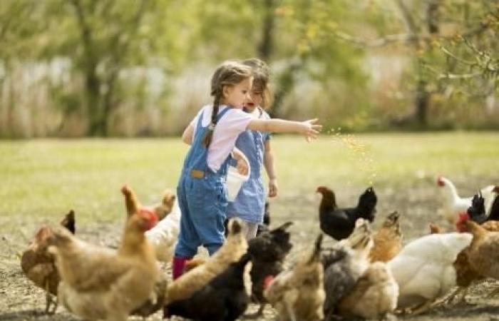 ¿Crecer en una granja protegería a los niños de las alergias?