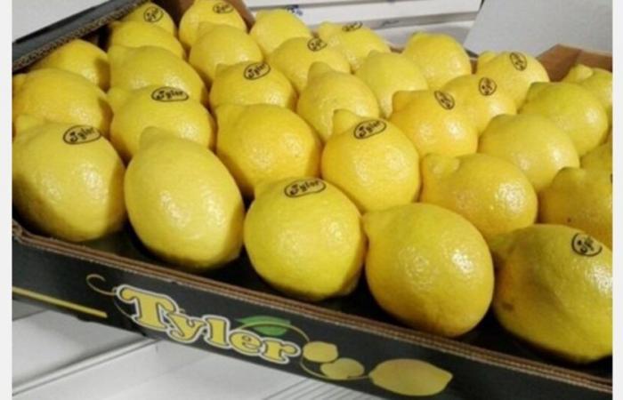 “Muchos distribuidores europeos prefieren los limones españoles a pesar de su mayor precio”