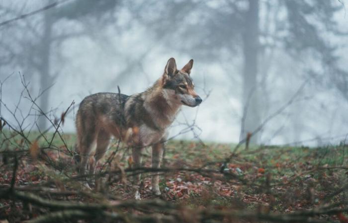 Drome. El lobo pierde su condición de especie “estrictamente protegida”, reacciona el Departamento