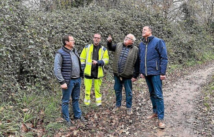 “No podremos talar cualquier árbol”: en Finisterre, esta ciudad vuelve a poner de moda el fregado